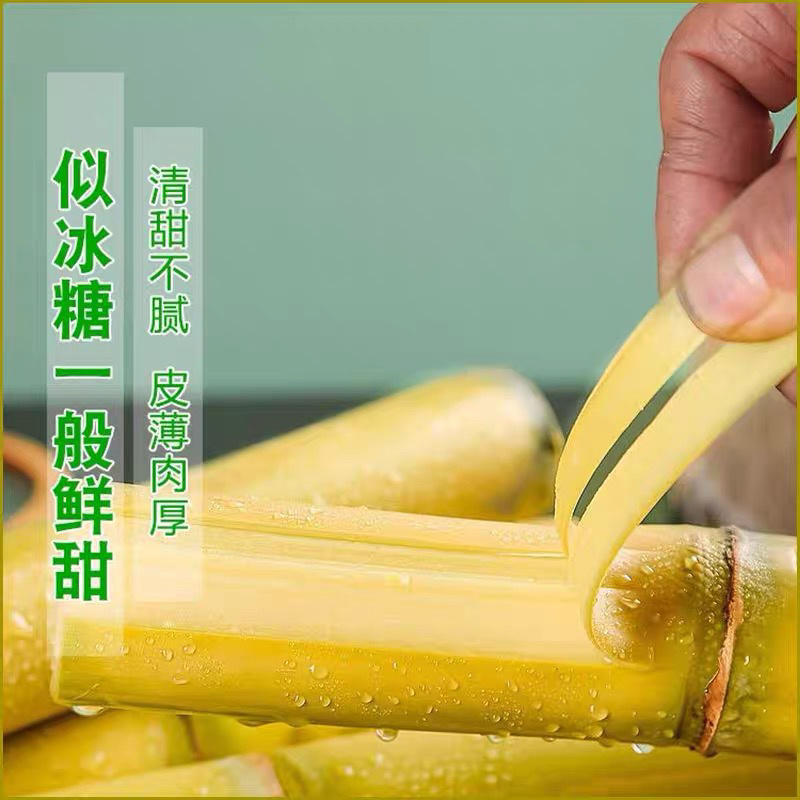 甘蔗黄金甘蔗批发，云南黄金甘蔗
