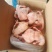 肉食鸡