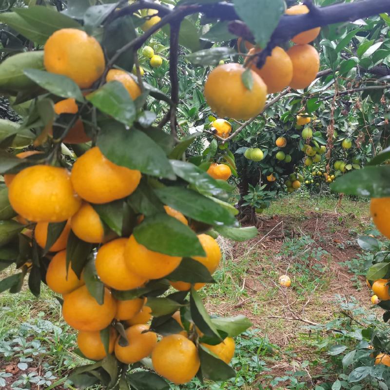 湖北丹江口高山小叶早熟小叶蜜桔