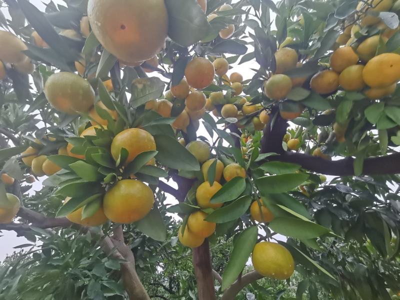 湖北丹江口高山小叶早熟小叶蜜桔