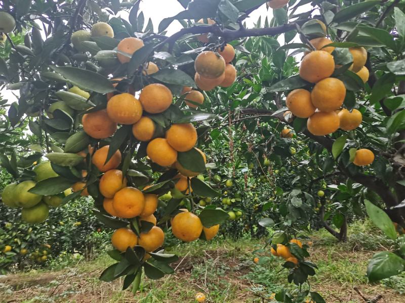 湖北丹江口高山小叶早熟小叶蜜桔