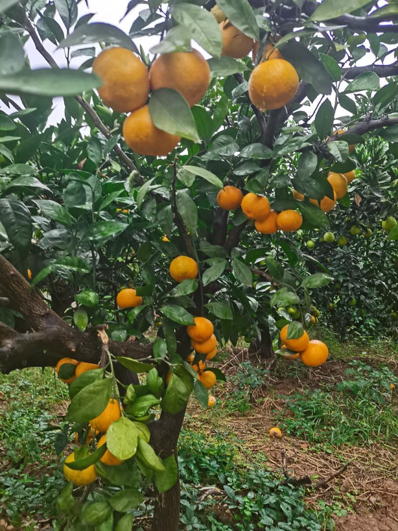 湖北丹江口高山小叶早熟小叶蜜桔