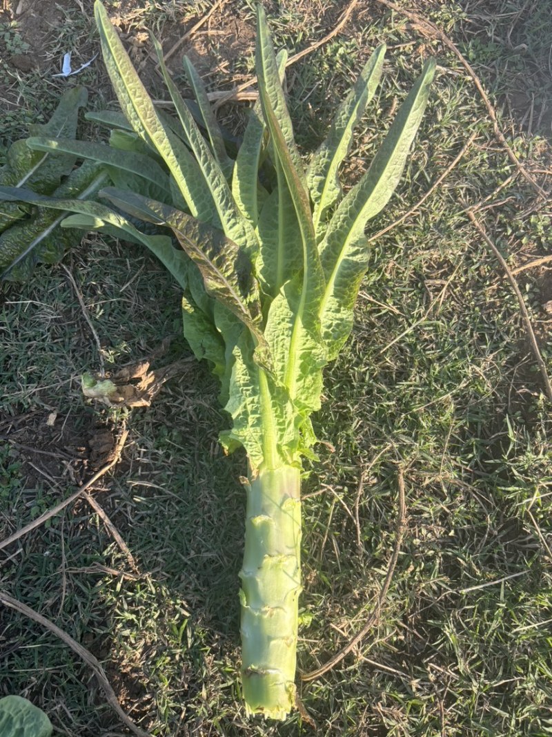 河南红叶香莴笋，价格便宜质量好。大红，二红，抗寒热。