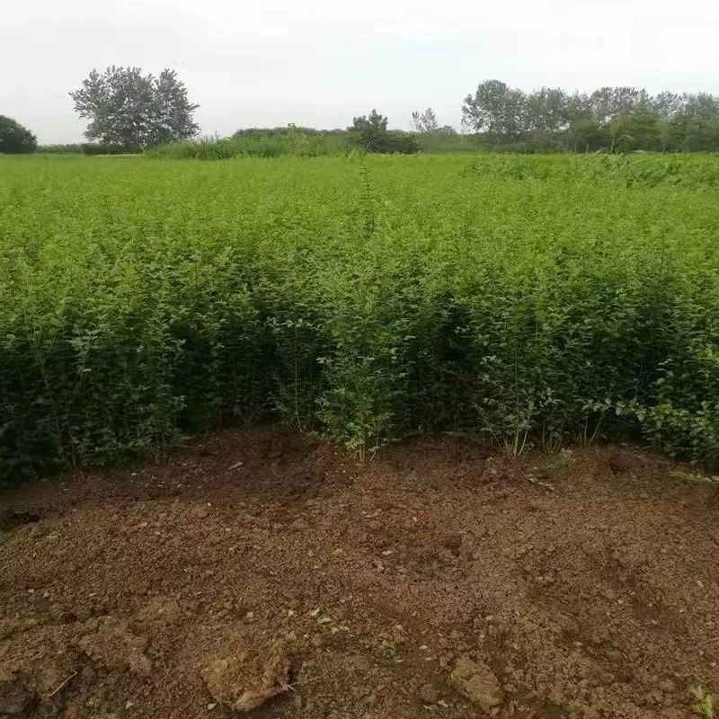 小叶女贞四季常青树苗室外耐寒水蜡花卉适合庭院别墅篱笆