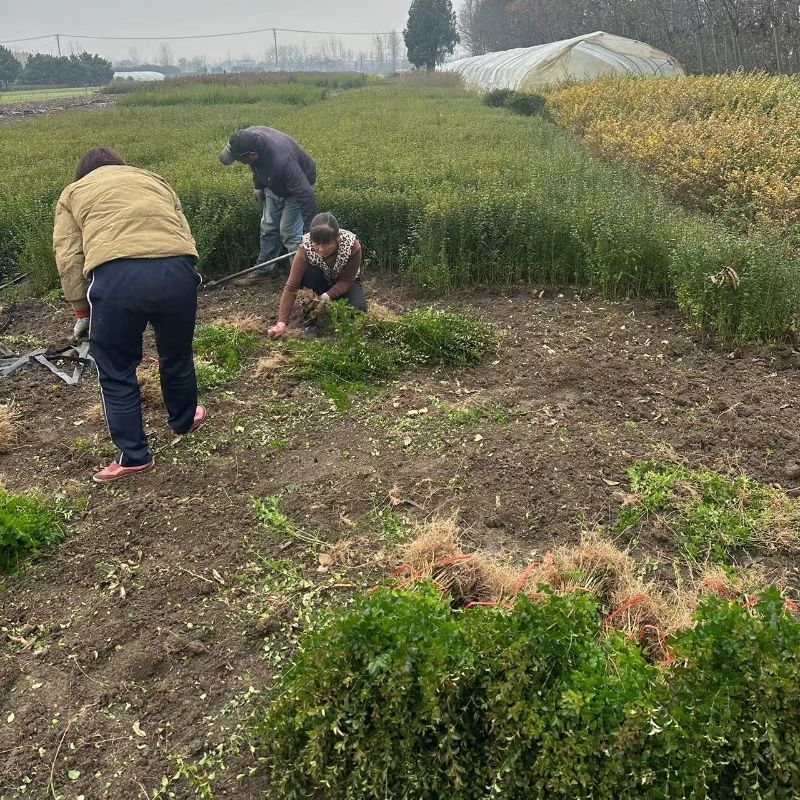 小叶女贞四季常青树苗室外耐寒水蜡花卉适合庭院别墅篱笆