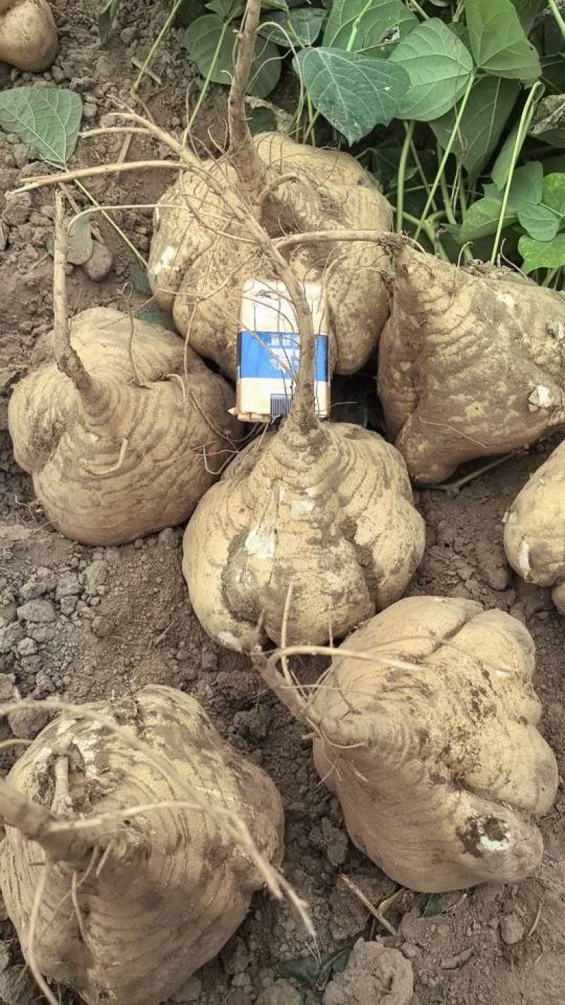 新鲜豆薯，农家直供，口感鲜美，营养丰富，**特惠！