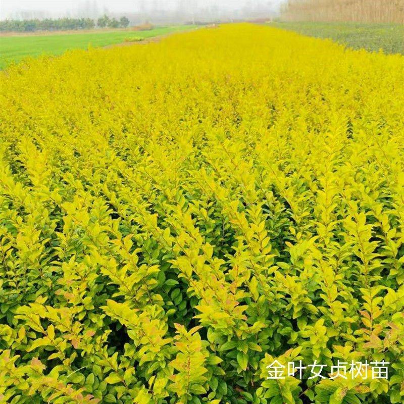 金叶女贞树苗小叶女贞苗庭院围墙道路绿化绿篱耐寒四季常青女