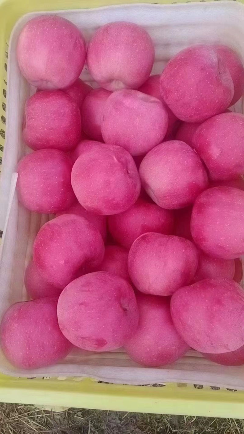 陇上江南苹果种植基地产地直供