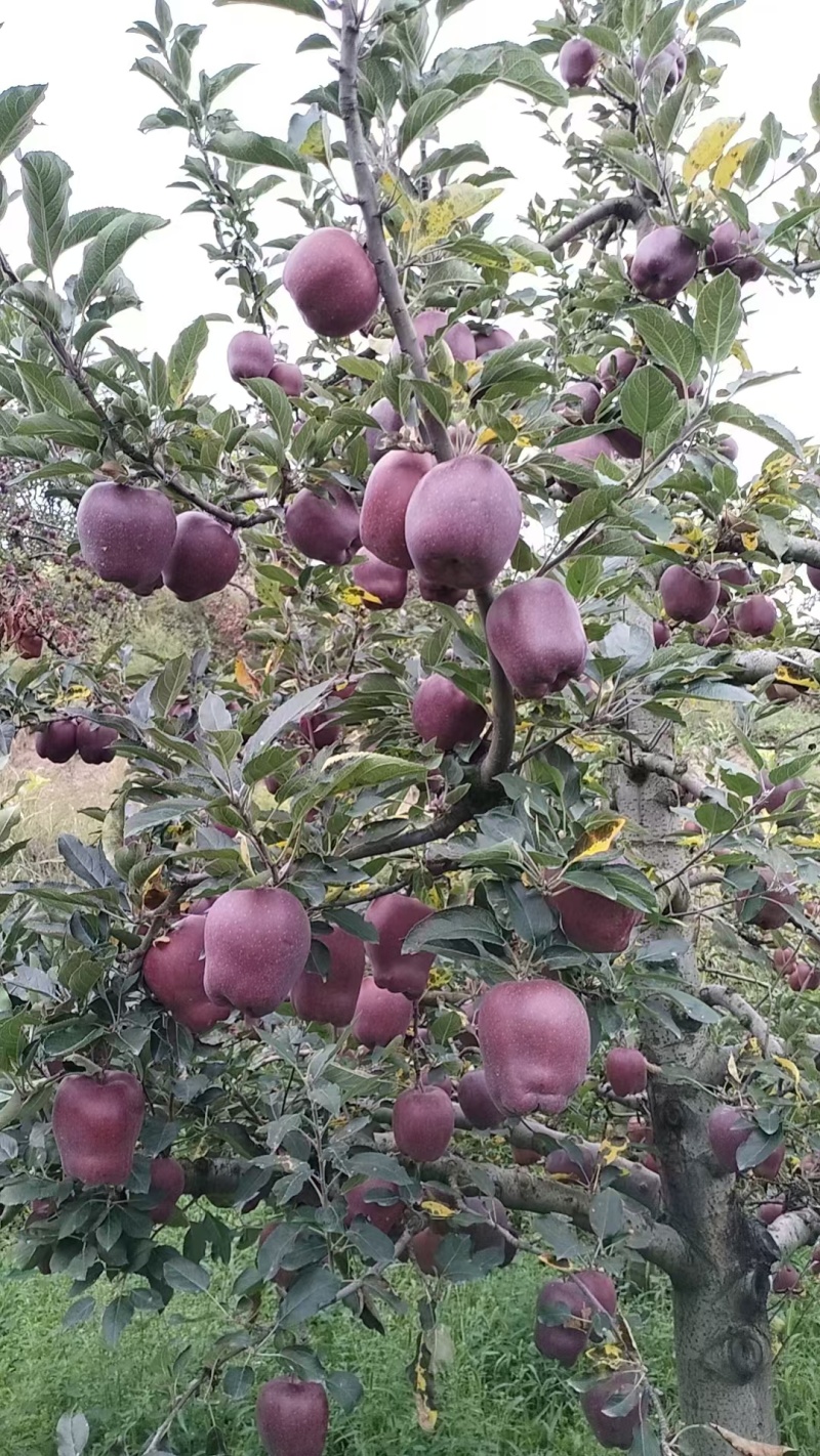 陇上江南苹果种植基地产地直供