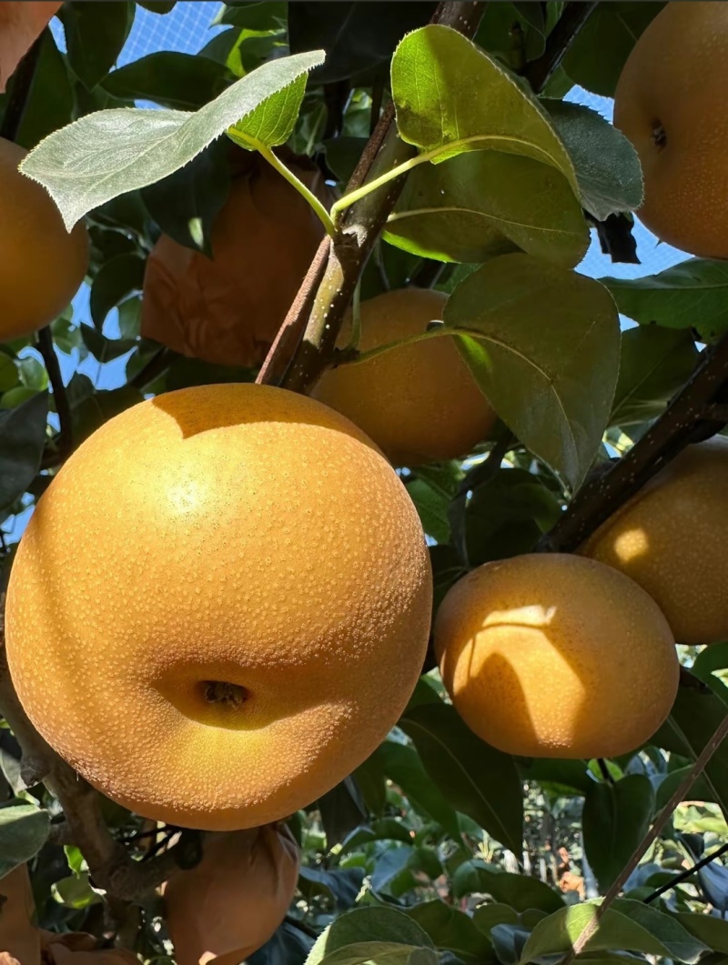 秋月梨树苗秋月梨苗批发基地梨树苗批发基地保证品种