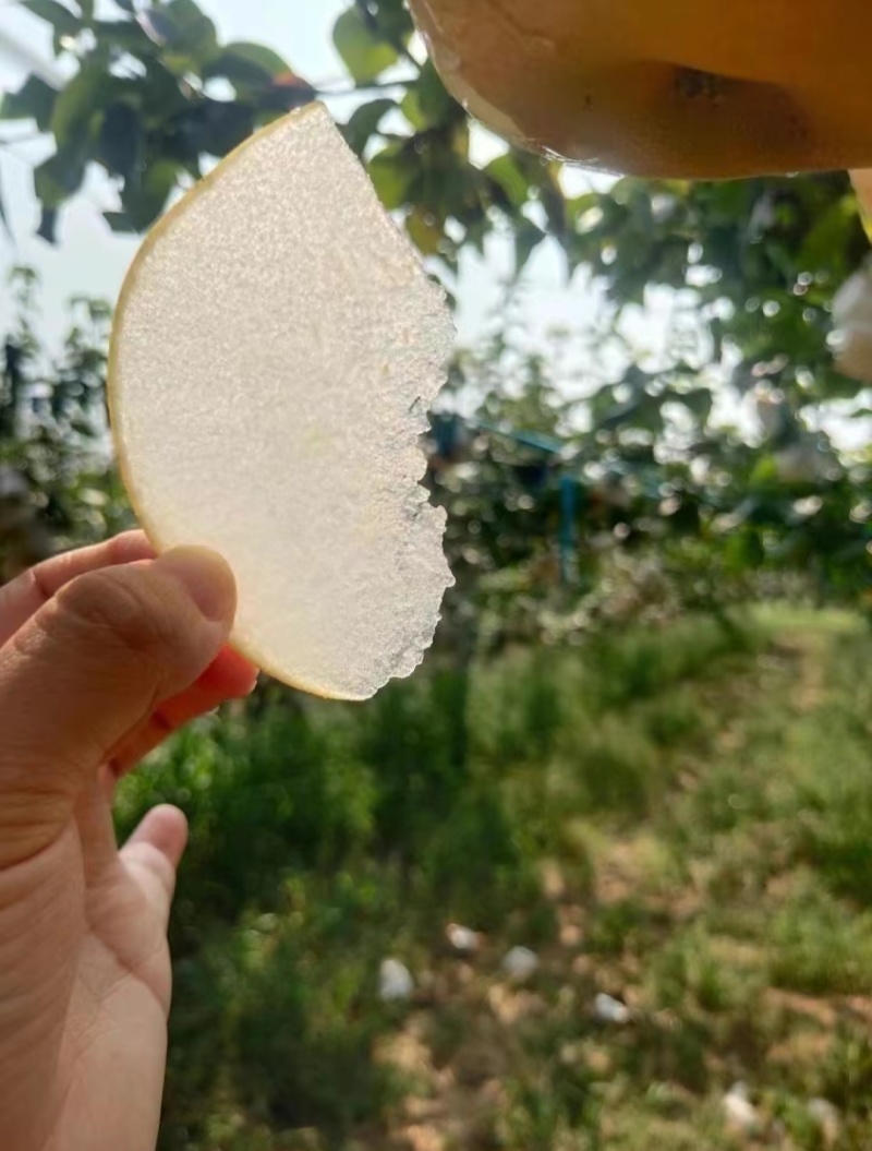 秋月梨树苗秋月梨苗批发基地梨树苗批发基地保证品种