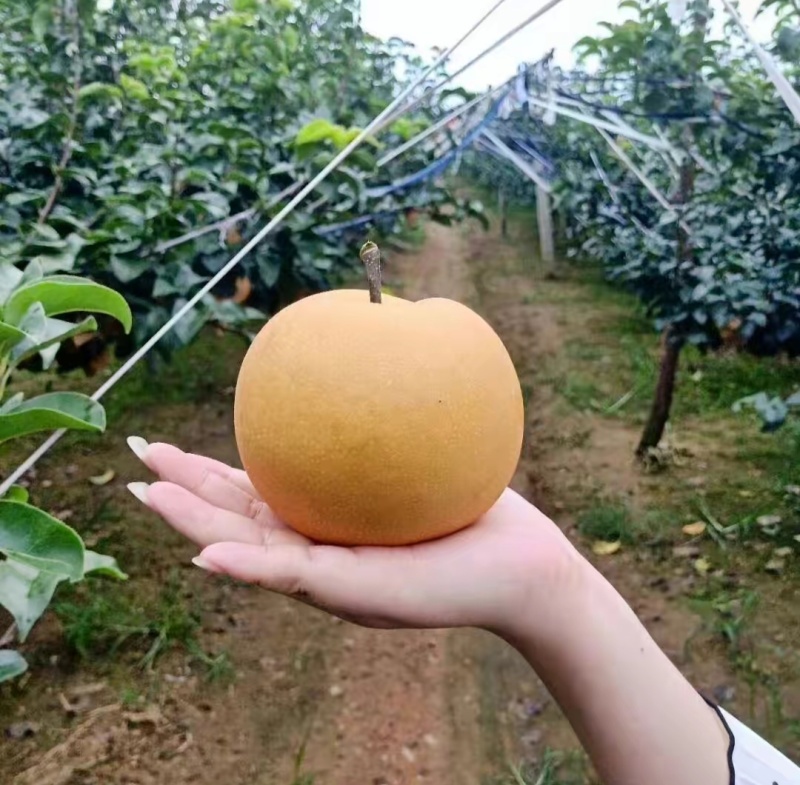 秋月梨树苗秋月梨苗批发基地梨树苗批发基地保证品种