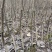 秋月梨树苗秋月梨苗批发基地梨树苗批发基地保证品种
