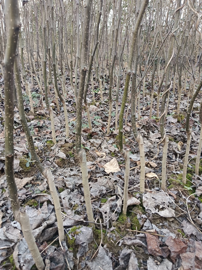 秋月梨树苗秋月梨苗批发基地梨树苗批发基地保证品种