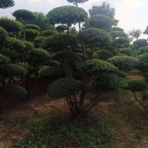 小叶女贞造型