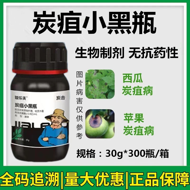佳乐夫炭疽小黑瓶草莓辣椒西瓜芒果西红柿炭疽病生物菌防治