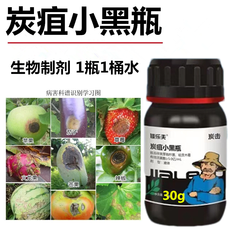 佳乐夫炭疽小黑瓶草莓辣椒西瓜芒果西红柿炭疽病生物菌防治