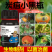 佳乐夫炭疽小黑瓶草莓辣椒西瓜芒果西红柿炭疽病生物菌防治