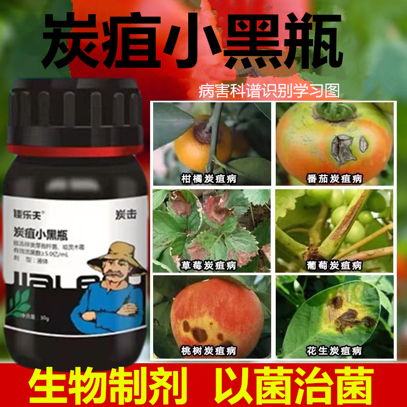 佳乐夫炭疽小黑瓶草莓辣椒西瓜芒果西红柿炭疽病生物菌防治