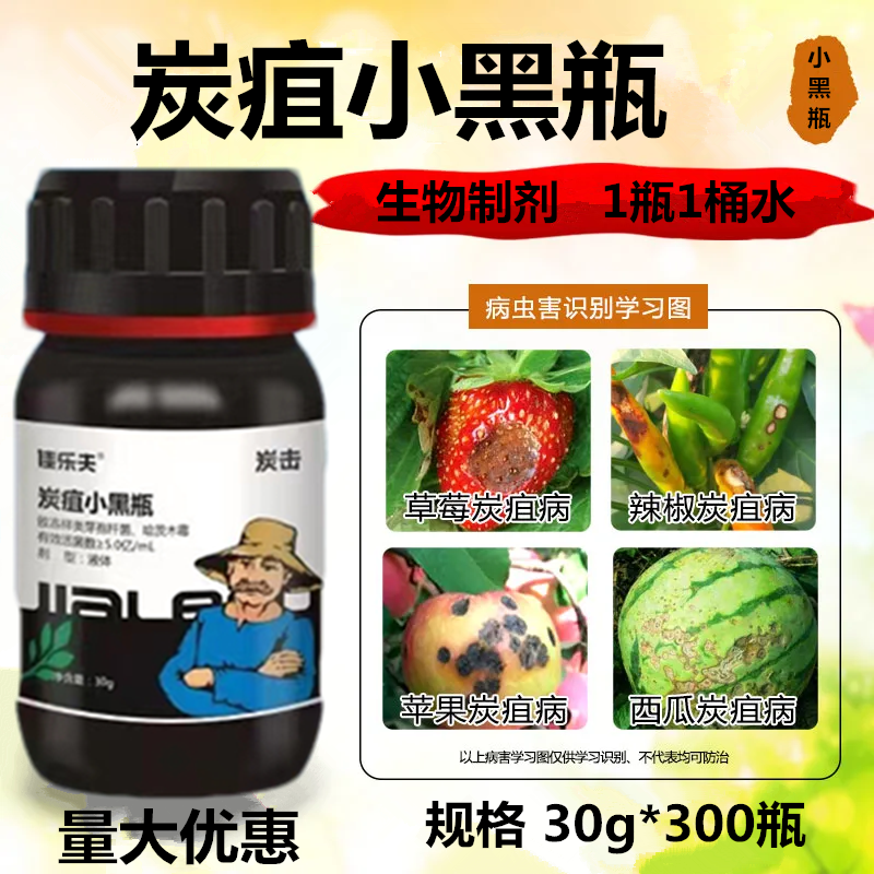 佳乐夫炭疽小黑瓶草莓辣椒西瓜芒果西红柿炭疽病生物菌防治