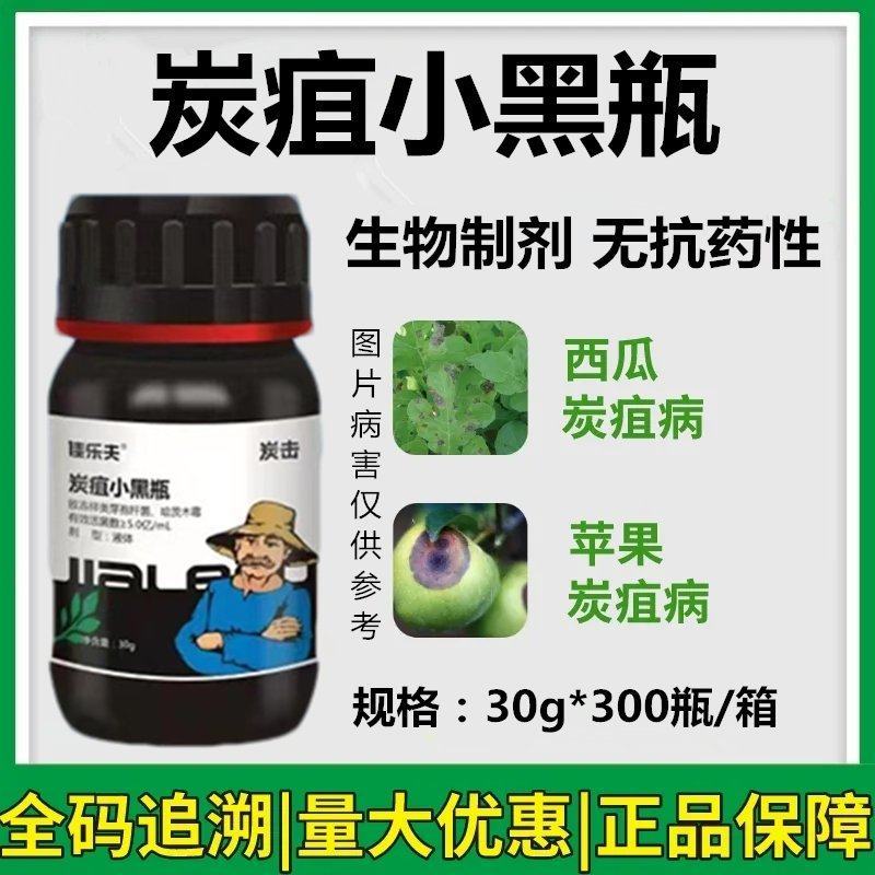 佳乐夫炭疽小黑瓶草莓辣椒西瓜芒果西红柿炭疽病生物菌防治