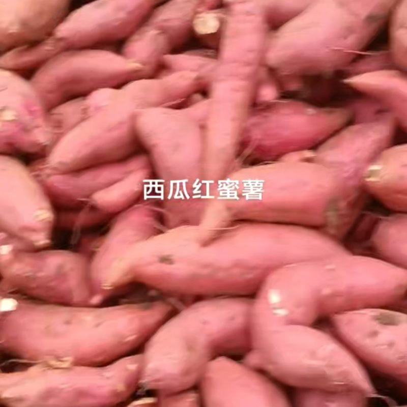 精品西瓜红
