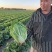 黄心大白菜丨河北大白菜丨精品大白菜丨基地直发大量供货