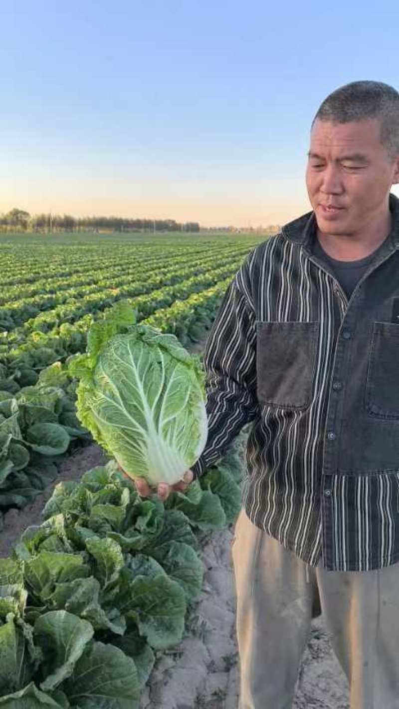 黄心大白菜丨河北大白菜丨精品大白菜丨基地直发大量供货