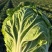 黄心大白菜丨河北大白菜丨精品大白菜丨基地直发大量供货