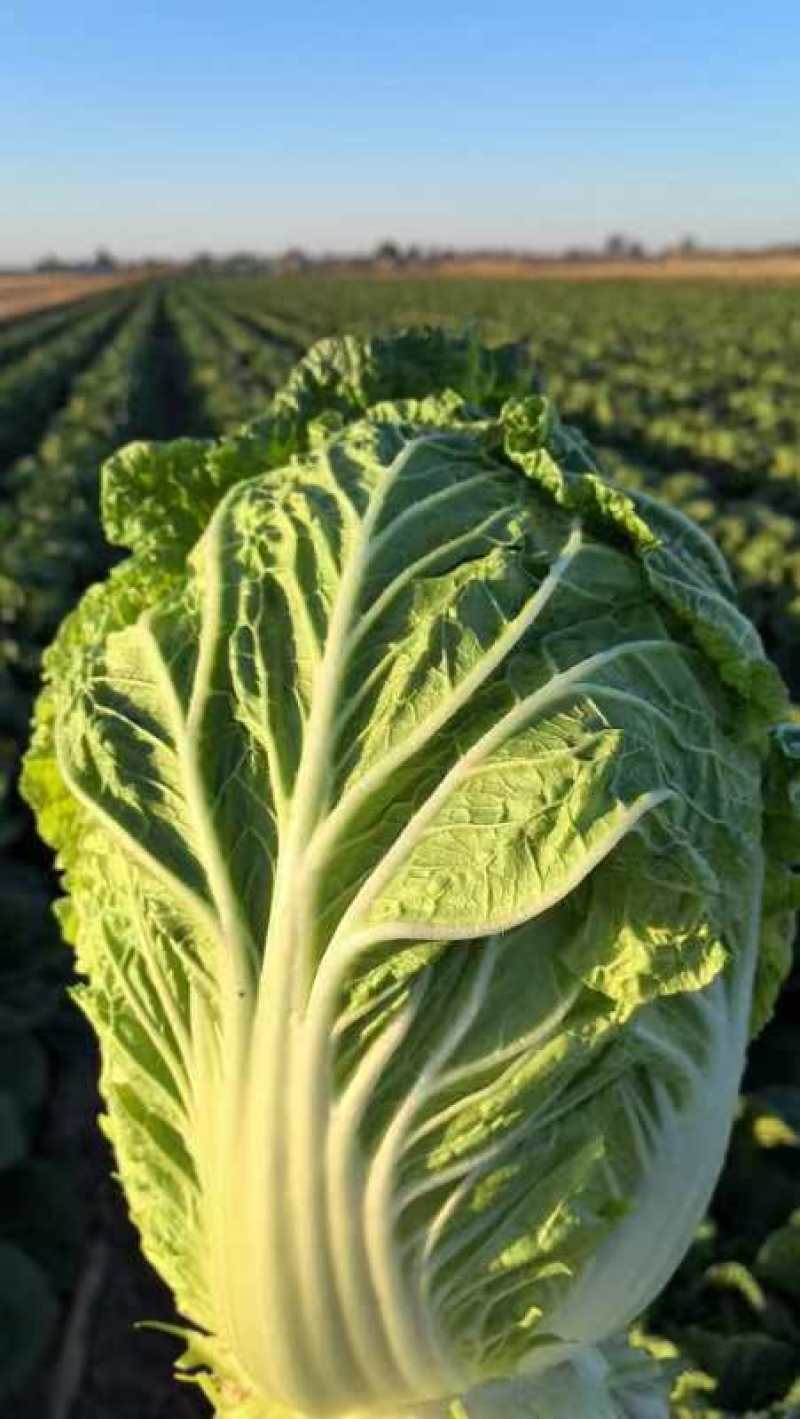 黄心大白菜丨河北大白菜丨精品大白菜丨基地直发大量供货