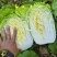 黄心大白菜丨河北大白菜丨精品大白菜丨基地直发大量供货