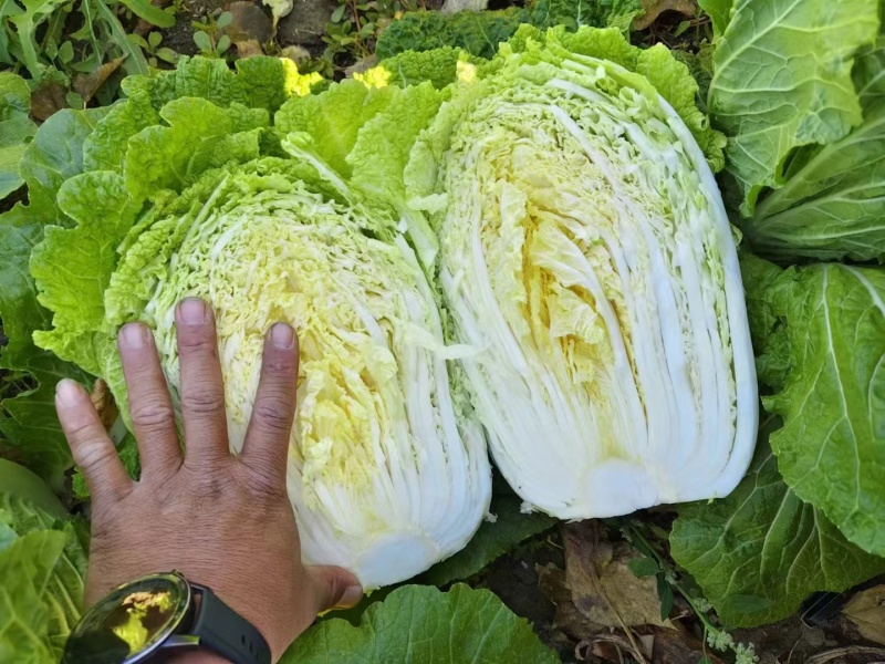 黄心大白菜丨河北大白菜丨精品大白菜丨基地直发大量供货