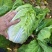 黄心大白菜丨河北大白菜丨精品大白菜丨基地直发大量供货