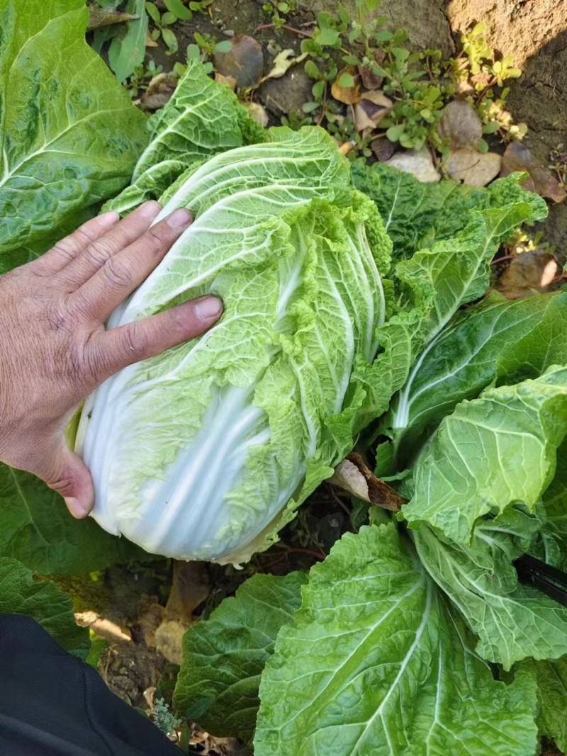 黄心大白菜丨河北大白菜丨精品大白菜丨基地直发大量供货