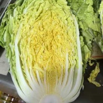 黄心大白菜丨河北大白菜丨精品大白菜丨基地直发大量供货
