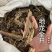 地龙地龙全开无泥实拍现货广地龙蚯蚓干干货