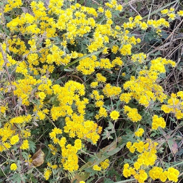 野生鲜菊花