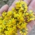 野生鲜菊花
