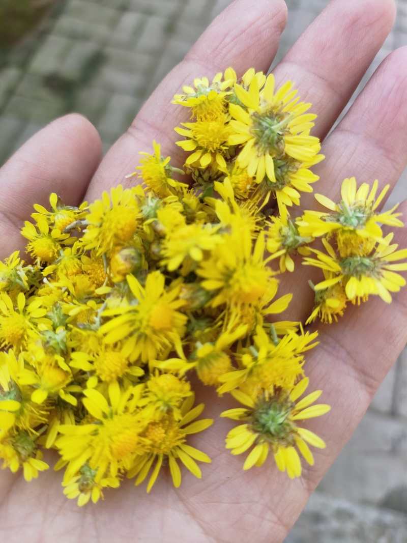 野生鲜菊花