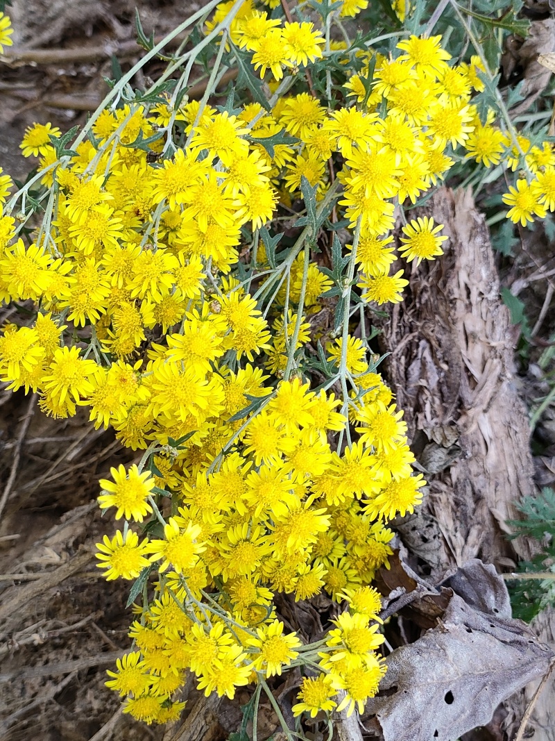 野生鲜菊花