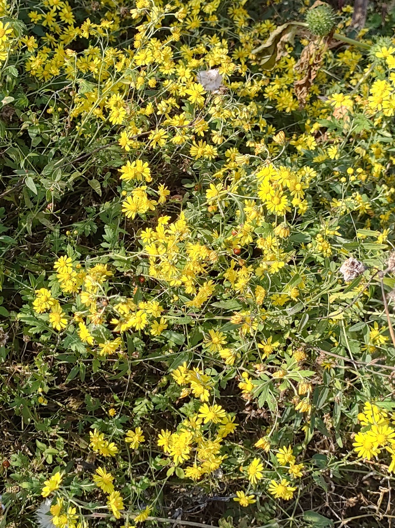野生鲜菊花
