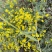 野生鲜菊花