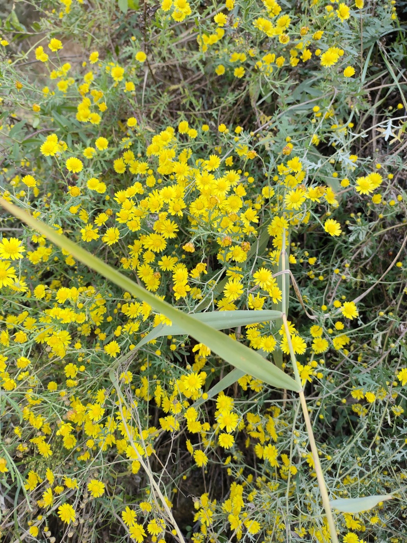 野生鲜菊花