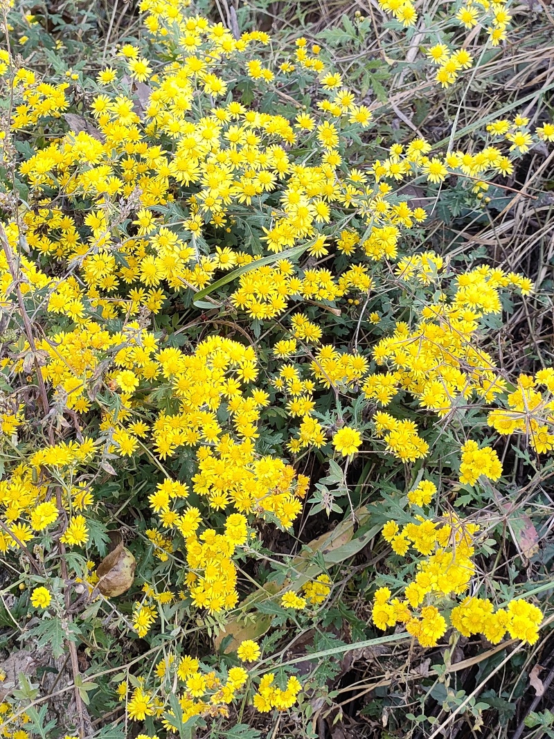 野生鲜菊花