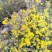 野生鲜菊花
