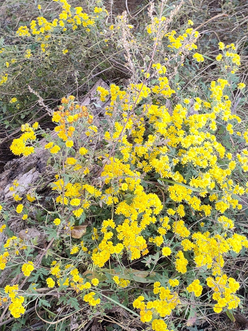 野生鲜菊花