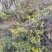 野生鲜菊花