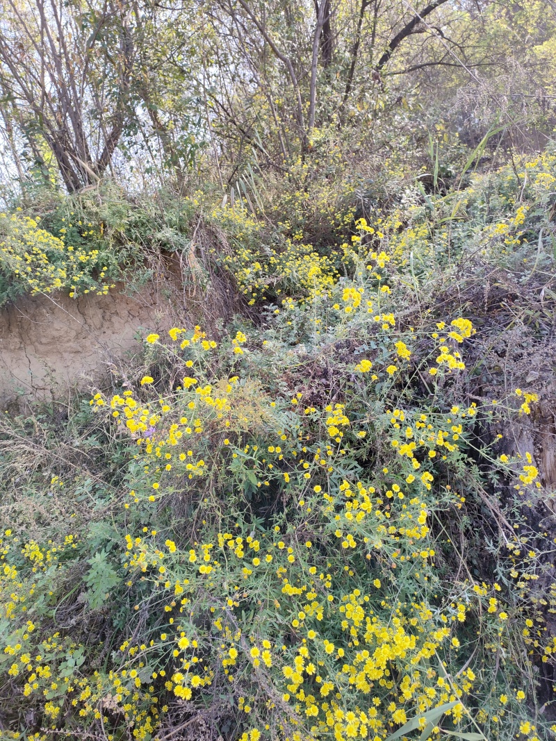 野生鲜菊花