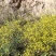 野生鲜菊花