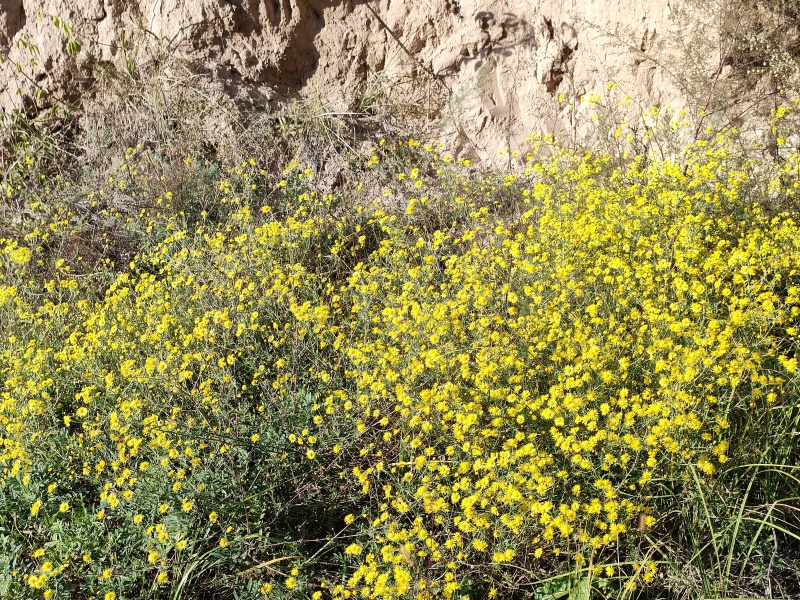 野生鲜菊花